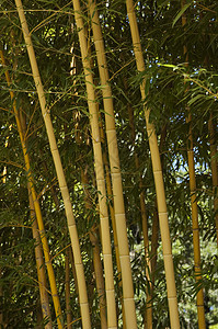 竹竹林花园生物园艺叶子区系森林动物群异国植物气候图片