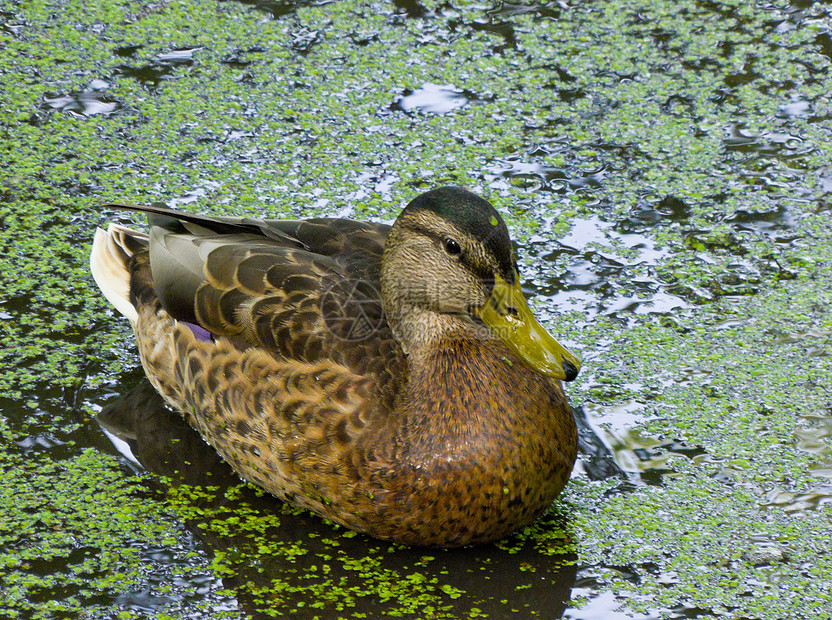 躲在池塘里游泳野生动物打猎尾巴公园动物宠物水鸟绿色翅膀图片