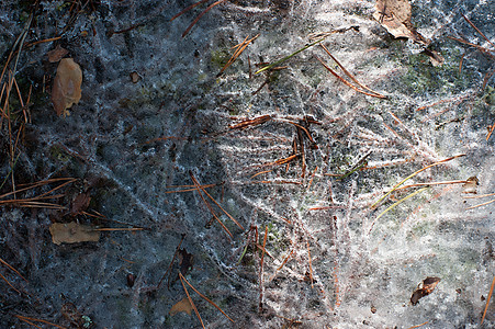 冰冻的地面季节墙纸环境自然植物生活森林叶子天气公园图片