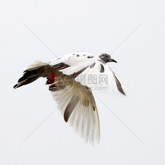 飞鸽翅膀精神动物天空白色象征羽毛符号鸟群野外动物图片