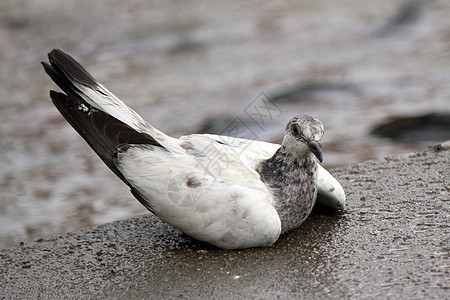 鸽子行动象征动物鸟群自由飞行羽毛精神巢鸟符号图片