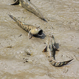 泥层滑雪热带支撑湿地脊椎动物异国码头荒野情调两栖海岸图片