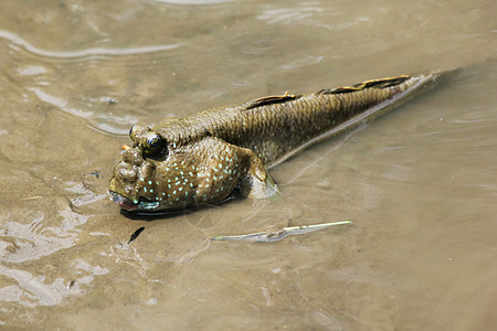 穆德斯基pper生物荒野脊椎动物情调沼泽热带盐水动物生活野生动物图片