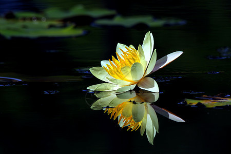 美丽的有反光的莲花花热带叶子花园生长草地花束田园花卉场地阳光背景图片