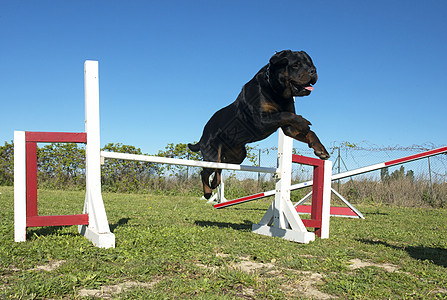 灵活地使用鼠鸟纳犬宠物运动蓝色跳跃训练竞赛天空黑色犬类图片