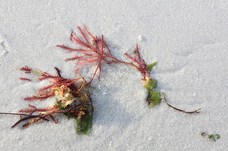 红海藻在白沙上冲上岸图片