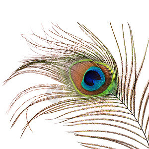 白上孤立的孔雀羽毛美丽金子动物异国情调装饰宏观热带尾巴艺术蓝色图片