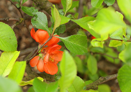 鲜花的日本昆斯花园植物植物群植物学枝条图片