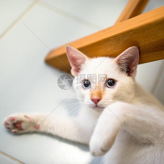 白猫绿色头发宠物毛皮猫科动物虎斑眼睛小猫猫咪白色图片
