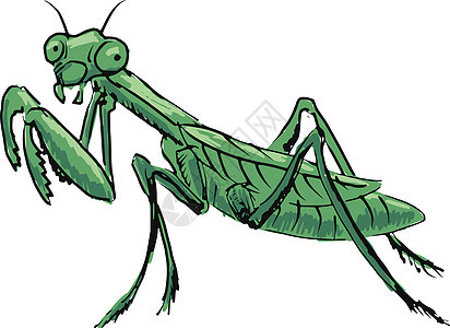 螳螂荒野捕食者绿色野生动物草图插图天线昆虫手绘漏洞背景图片