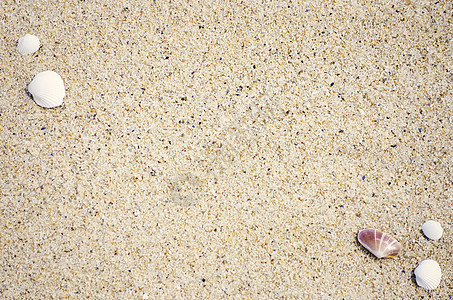 带壳壳的沙地背景背景图片