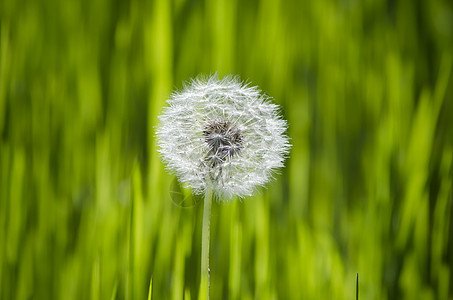 达当量绿色植物生长环境杂草种子图片