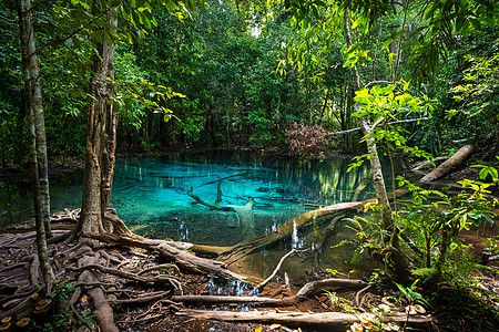 泰国Krabi的翡翠池红树石头公园水池海浪反射植物森林树叶热带图片