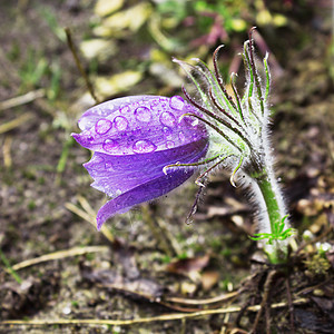 四月 雨下时的小椰菜花图片