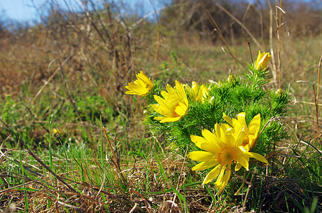 野生黄在自然 植物天然背景中生长荒野公园花瓣芍药场地宏观植物群雌蕊花园牡丹图片