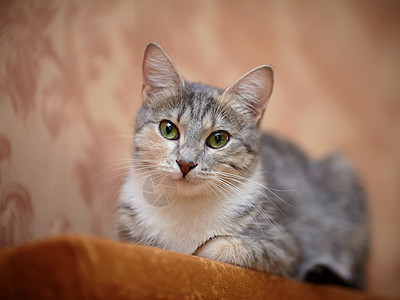 绿眼睛的灰猫小猫毛皮脊椎动物友谊耳朵哺乳动物好奇心爪子兽医宠物图片