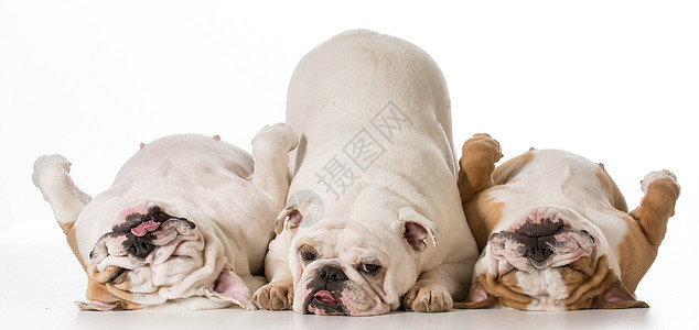 三只狗屁股哺乳动物宠物舌头反射动物垃圾睡眠上行团体图片