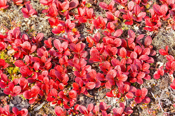 红熊莓 红白莓 绿褐红色 闪亮的落叶图片