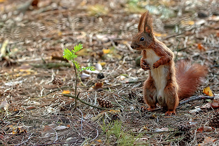 红松鼠在森林里眼睛生物毛皮头发荒野坚果哺乳动物木头尾巴野生动物图片