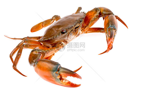 白背景孤立的黑螃蟹动物餐厅红树锯齿状食物海鲜绿色甲壳黑色市场图片