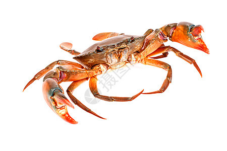 白背景孤立的黑螃蟹市场生物锯齿状美味食物红树海鲜甲壳黑色动物图片