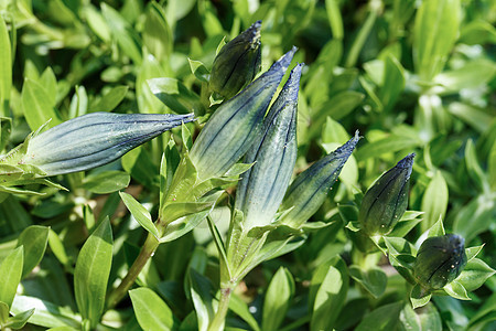 花园中蓝蓝的Gentiana之芽图片