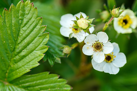 林地草莓花朵花朵花园荒野植物学场地生长叶子绿色植物季节图片
