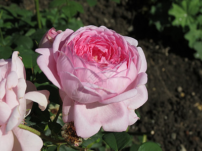 粉红玫瑰热情粉色植物花园图片