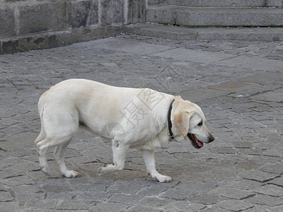 拉布拉多检索器猎犬路面犬类宠物棕褐色尾巴哺乳动物脊椎动物白色街道图片