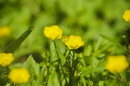 春花花植物草地绿色花园背景图片