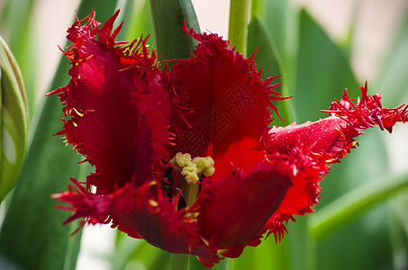 红色郁金图植物群晴天园艺花园季节植物图片