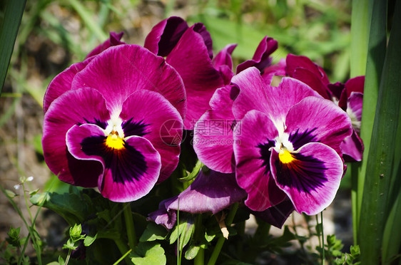 泛丝花花花园植物植物群紫色季节晴天园艺中提琴图片