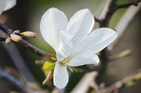 马木兰玉兰公园植物植物群植物学花园季节性季节图片