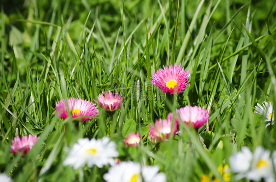 粉色菊花绿色雏菊花园草地植物图片