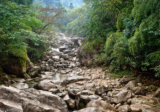 黄山山风景地标岩石薄雾森林石头国家松树美丽悬崖图片