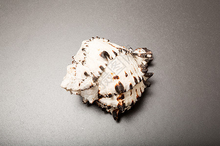 贝壳牌材料动物贝类海洋壳类自然动物群野生动物粉饰图片