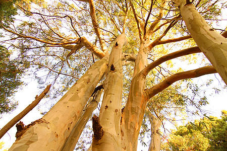 马拉德拉斯潘帕斯的Eucalyptus树氧化铝树叶叶子森林太阳生长植物木头热带公园图片