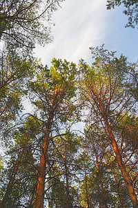 夏月大自然 青蓝天空有松树植物叶子环境荒野树木森林树干阳光绿色场景图片