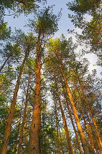 夏季自然 有松树场景阳光环境植物天空叶子荒野树干森林绿色图片