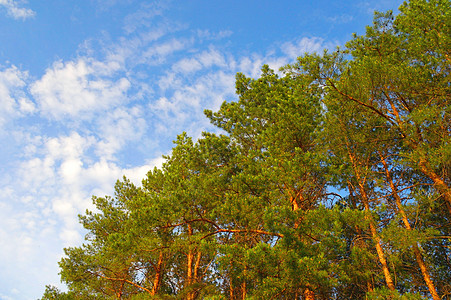 夏月大自然 青蓝天空有松树叶子森林绿色荒野树木阳光环境树干场景植物图片