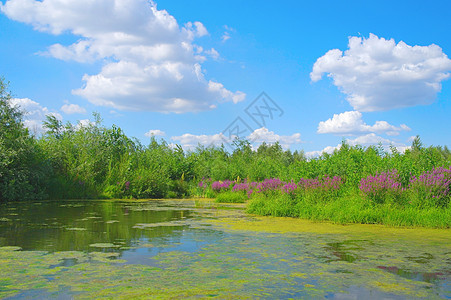 美丽的有湖的夏月风景森林晴天叶子场地木头紫色草地季节反射阳光图片