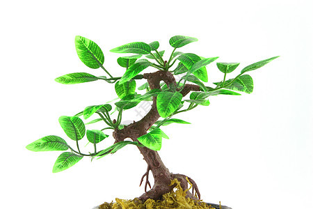 人工博萨伊树植物学绿色花园生长叶子树干盆栽植物图片