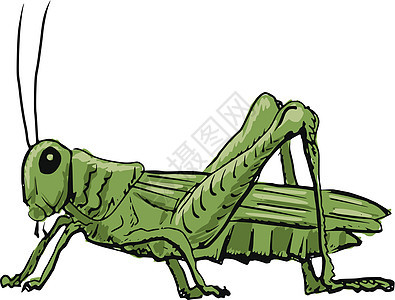 蚱蜢漏洞手绘蟋蟀昆虫绿色生物荒野卡通野生动物动物图片