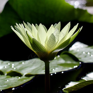 莲花花场地植物学天空农业种植花园快乐荷花叶子花瓣图片