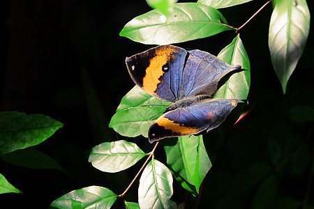 美丽的蝴蝶场景漏洞宠物场地动作学家飞行野外动物天线生物学图片