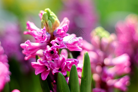 Hyacinth 亚辛热带草地快乐枝条花卉宏观种植场地风光花瓣图片