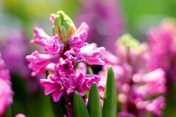 Hyacinth 亚辛热带草地快乐枝条花卉宏观种植场地风光花瓣图片