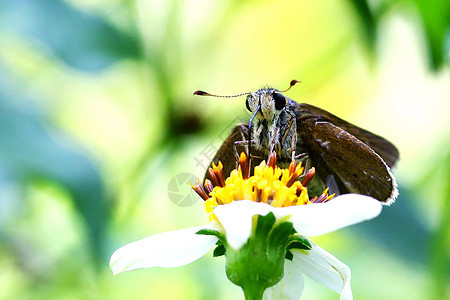 蝴蝶太阳翅膀野外动物公园学家动作飞行背景生物学野生动物图片
