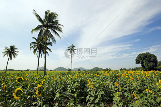 向日向场景阳光农业花卉太阳花瓣草地枝条热带田园图片