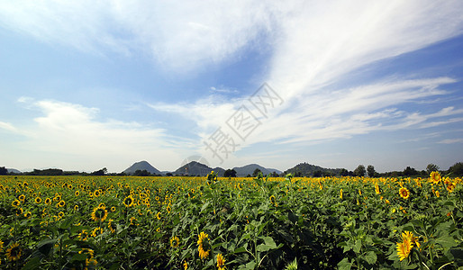 向日向花卉公园花束太阳农业热带场景种植阳光宏观图片